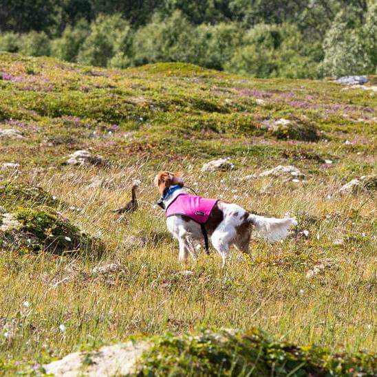 Chelsea i Stand på rypa.