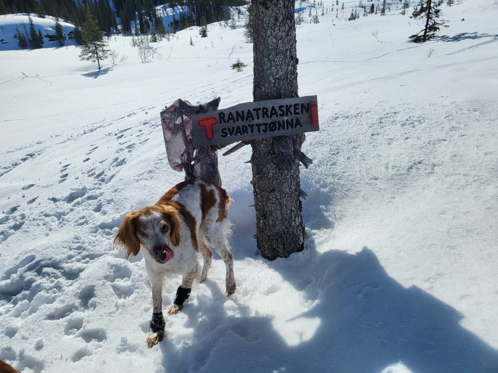 Ailo på tur til Svarttjønna i vår.